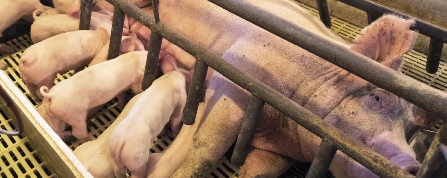 Pig in farrowing crate